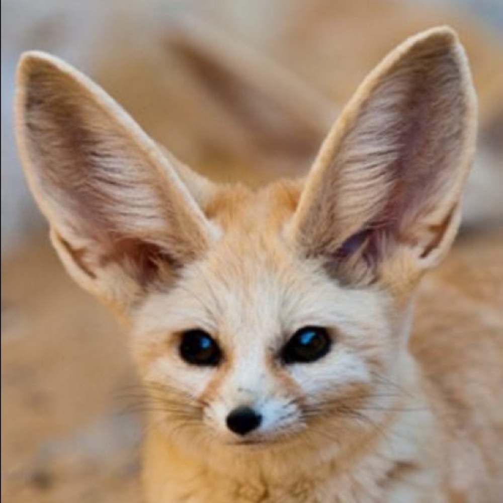 Meet your Posher, Joy